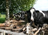 Gro&szlig;ansicht durch Klicken!